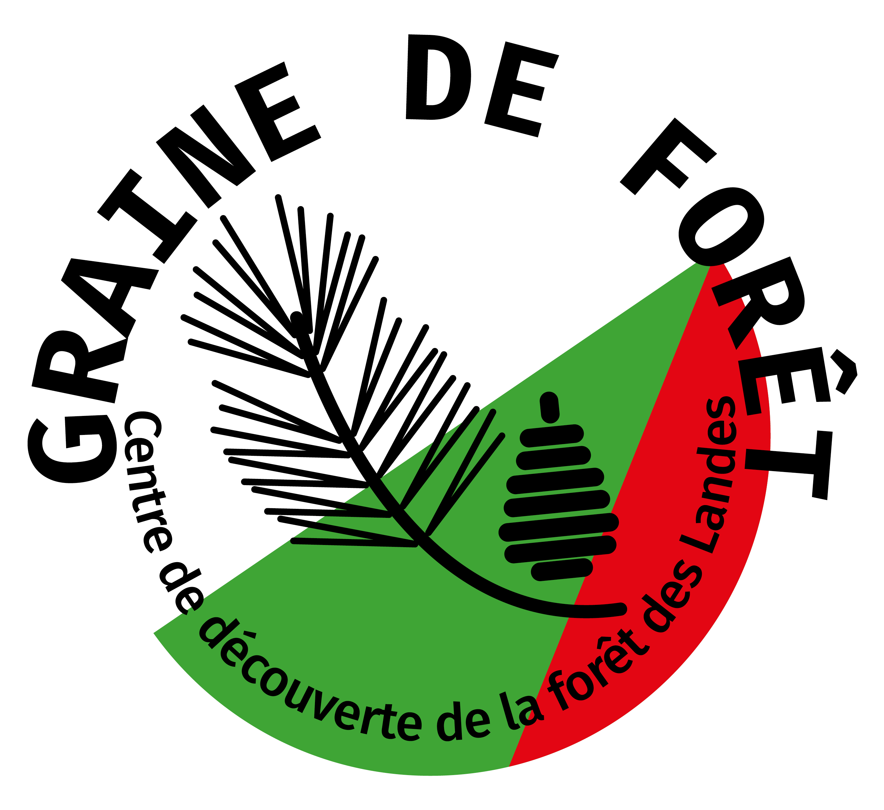 Graine de foret