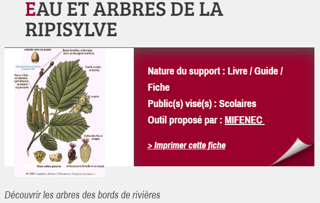 EAU ET ARBRES DE LA RIPISYLVE, proposé par MIFENEC