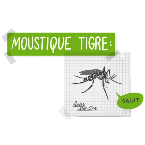  : REPLAY : Webinaire Moustique Tigre